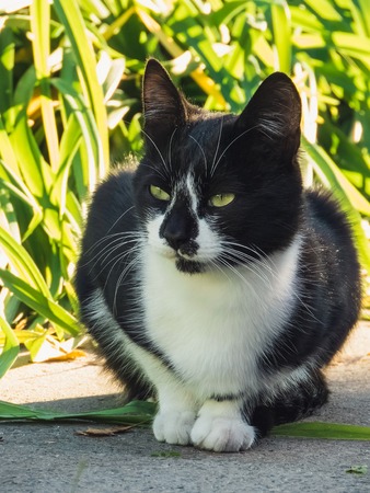 Portrait black and white cat sitting in garden. Cat looking at the front in a garden in daytime lighting Cat's face close-up. A pet in nature. Bokeh. The village, the park. summerの写真素材