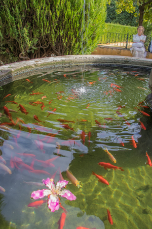 Red ornamental fish swim in an artificial pond with a beautiful pink flower, top view group of objectsの写真素材
