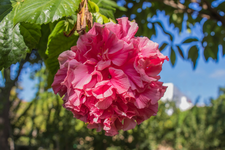 Hibiscus flower, China rose, Chinese hibiscus, Hawaiian hibiscus, shoe flower Hibiscus rosa sinensis in the gardenの写真素材