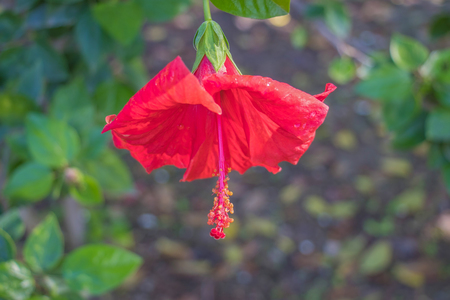 Hibiscus flower, China rose, Chinese hibiscus, Hawaiian hibiscus, shoe flower Hibiscus rosa sinensis in the gardenの写真素材