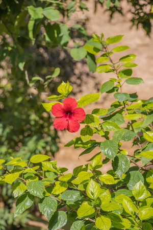 Hibiscus flower, China rose, Chinese hibiscus, Hawaiian hibiscus, shoe flower Hibiscus rosa sinensis in the gardenの写真素材