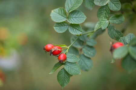 Beautiful branch of aromatic wild briar plant with bright red ripe berry. herbal tree outdoor on blur green background copyspace closeupの写真素材