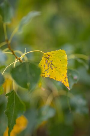 Lonely Autumn yellow leaf on a tree branch, side view selective focus. Soft Focusの写真素材