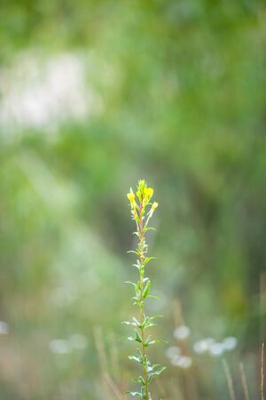 Soft-focus close-up of yellow flowers. Green grass. Summer timeの写真素材
