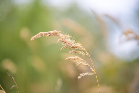 This plant is Pampas grass. Scientific name is Cortaderia selloana. Soft Focus. Abstract Nature...