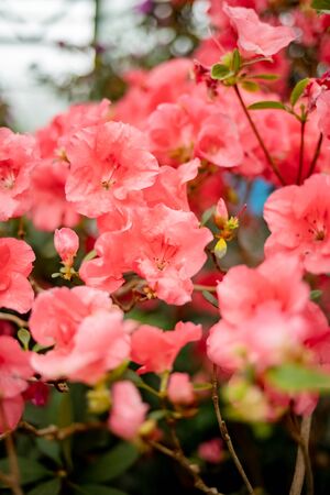 Beautiful vibrant azalea flower tree blooming in the botanical garden, in Kyivの写真素材
