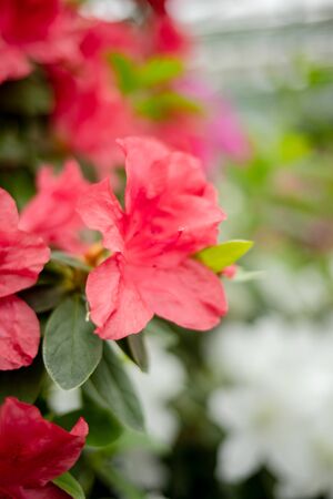 Beautiful vibrant azalea flower tree blooming in the botanical garden, in Kyivの写真素材