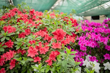 Beautiful vibrant azalea flower tree blooming in the botanical garden, in Kyiv. Bright flowers Close up. Botanical greeting card.の写真素材