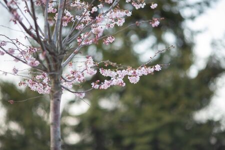 Sakura or cherry blossom flower full bloom
