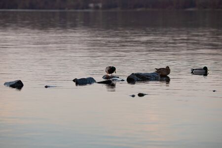 Ducks swim in the pond in the evening twilight.の写真素材