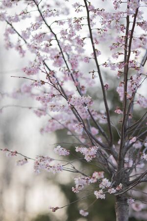 Sakura or cherry blossom flower full bloom in spring seasonの写真素材