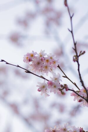 Sakura or cherry blossom flower full bloomの写真素材