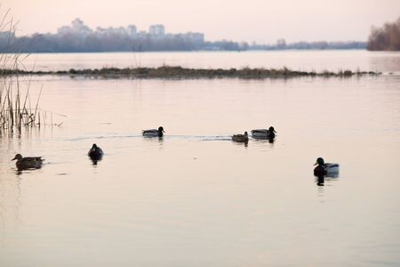 Ducks swim in the pond in the evening twilight.の写真素材