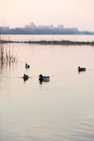 Ducks swim in the pond in the evening twilight.の写真素材