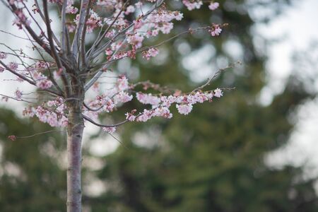 Sakura or cherry blossom flower full bloomの写真素材