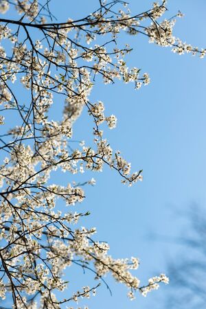 fresh bright spring branches of a pear tree, pear tree blooming against the blue spring skyの写真素材