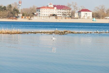 Sea gull flies over the riverの写真素材