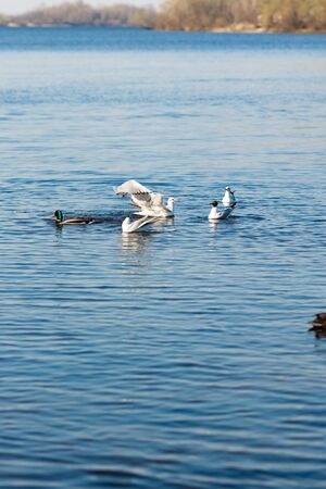 seagulls and ducks catch food in the river in the parkの写真素材
