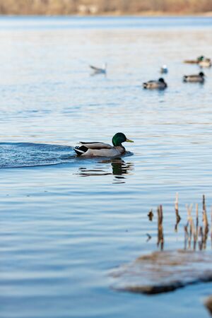 Duck on water scene. Duck water. Duck swim. Ducks swimming waterの写真素材