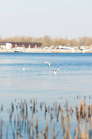 Sea gull flies over the riverの写真素材