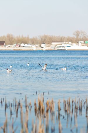 Sea gull flies over the riverの写真素材
