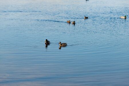 Duck on water scene. Duck water. Duck swim. Ducks swimming waterの写真素材