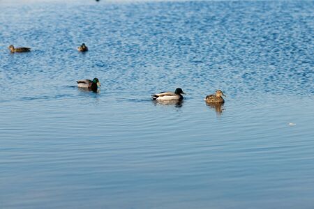 Duck on water scene. Duck water. Duck swim. Ducks swimming waterの写真素材