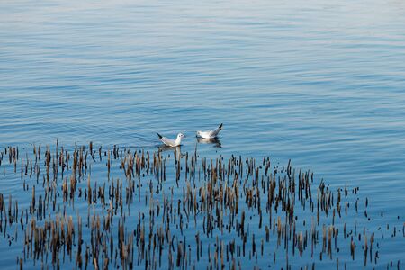 Seagulls float on a blue river on a dayの写真素材