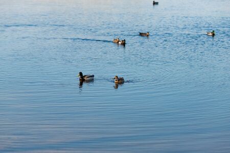 Duck on water scene. Duck water. Duck swim. Ducks swimming waterの写真素材