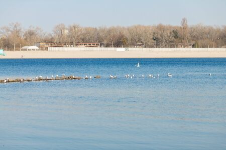 Sea gull flies over the riverの写真素材