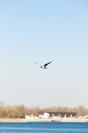 Sea gull flies over the river