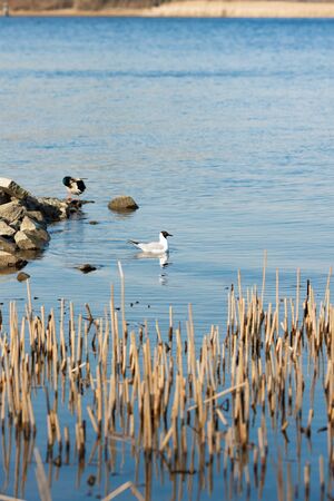 Seagulls float on a blue river on a dayの写真素材