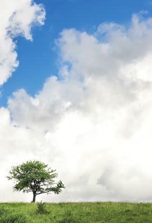 Single tree before storm, on the clouds backgroundの写真素材