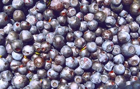 Background from lots of fresh wet blueberriesの写真素材