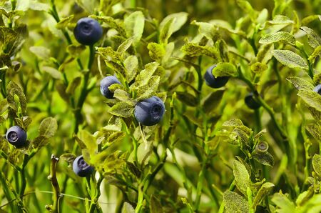 Ripe bilberry on the green branches with leavesの写真素材