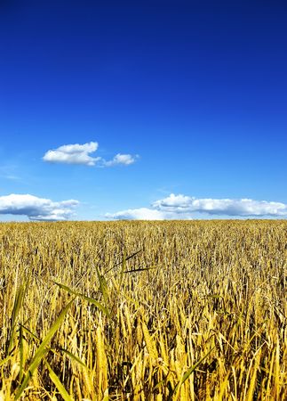 Rye field in a suuny day with dark blue skyの写真素材