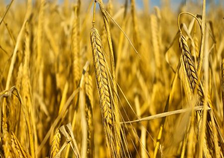 Background from rye field in a sunny dayの写真素材