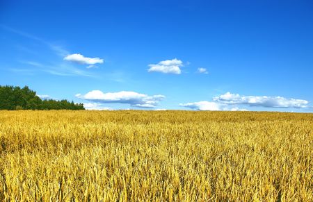 Rye field in a sunny day with dark blue skyの写真素材