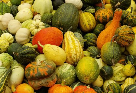 Background from various kinds of pumpkins harvestの写真素材