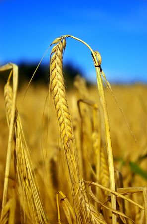 Ear of the rye on the blue sky backgroundの写真素材