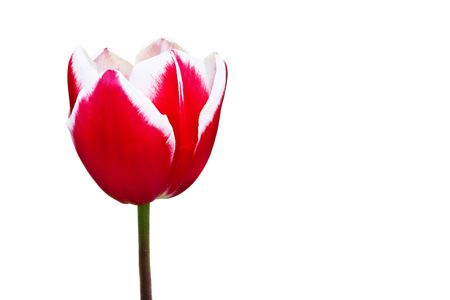 Single red tulip isolated on whiteの写真素材