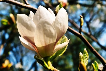 Blossoming of magnolia flowers in spring timeの写真素材