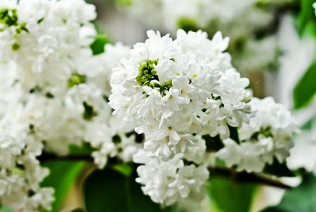 Branch of white lilac flowers, shallow depth of fieldの写真素材