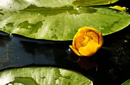 Yellow water-lilyの写真素材