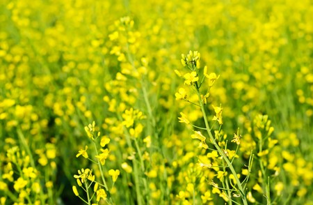 Rape seed flowersの写真素材
