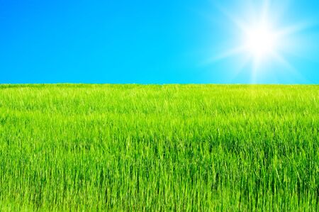 Green grassの写真素材