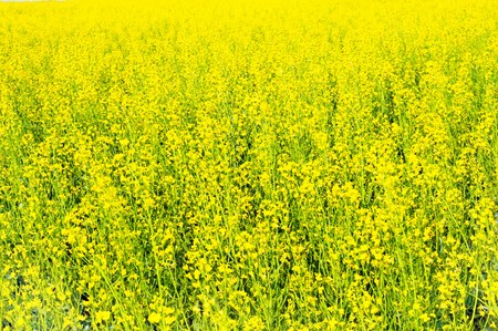 Rapeseed fieldの写真素材