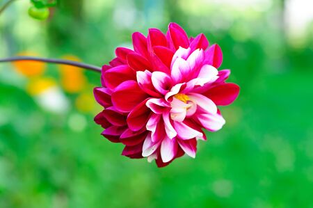 Dahila flowerの写真素材