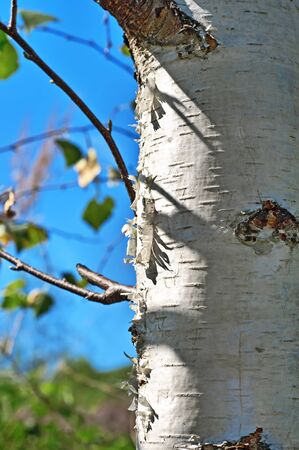 Birch trunkの写真素材