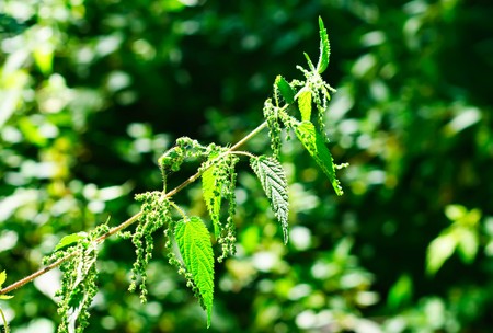 Green nettle plantの写真素材